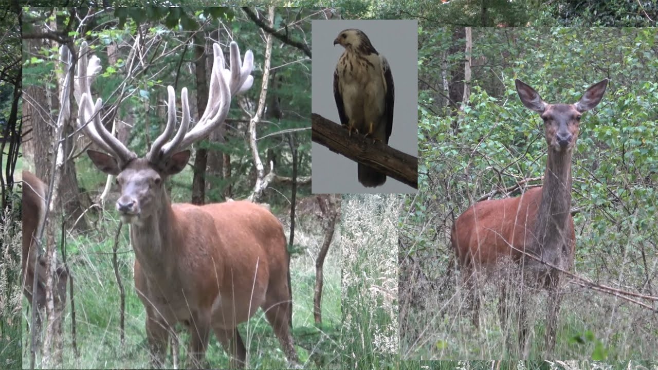 Veel gezien 61 - Seen a lot