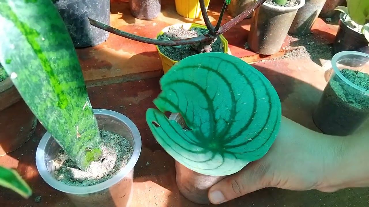 ශාක පත්‍ර මගින් පැල ලබා ගන්නා ආකාරය 