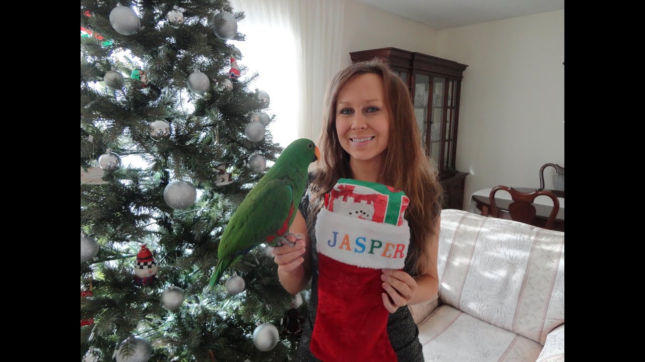 Jasper the Eclectus Parrot Opens Christmas Presents
