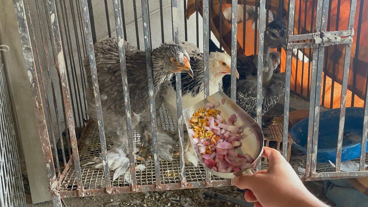 Cebolla para las gallinas que tienen moquillo o gripe 