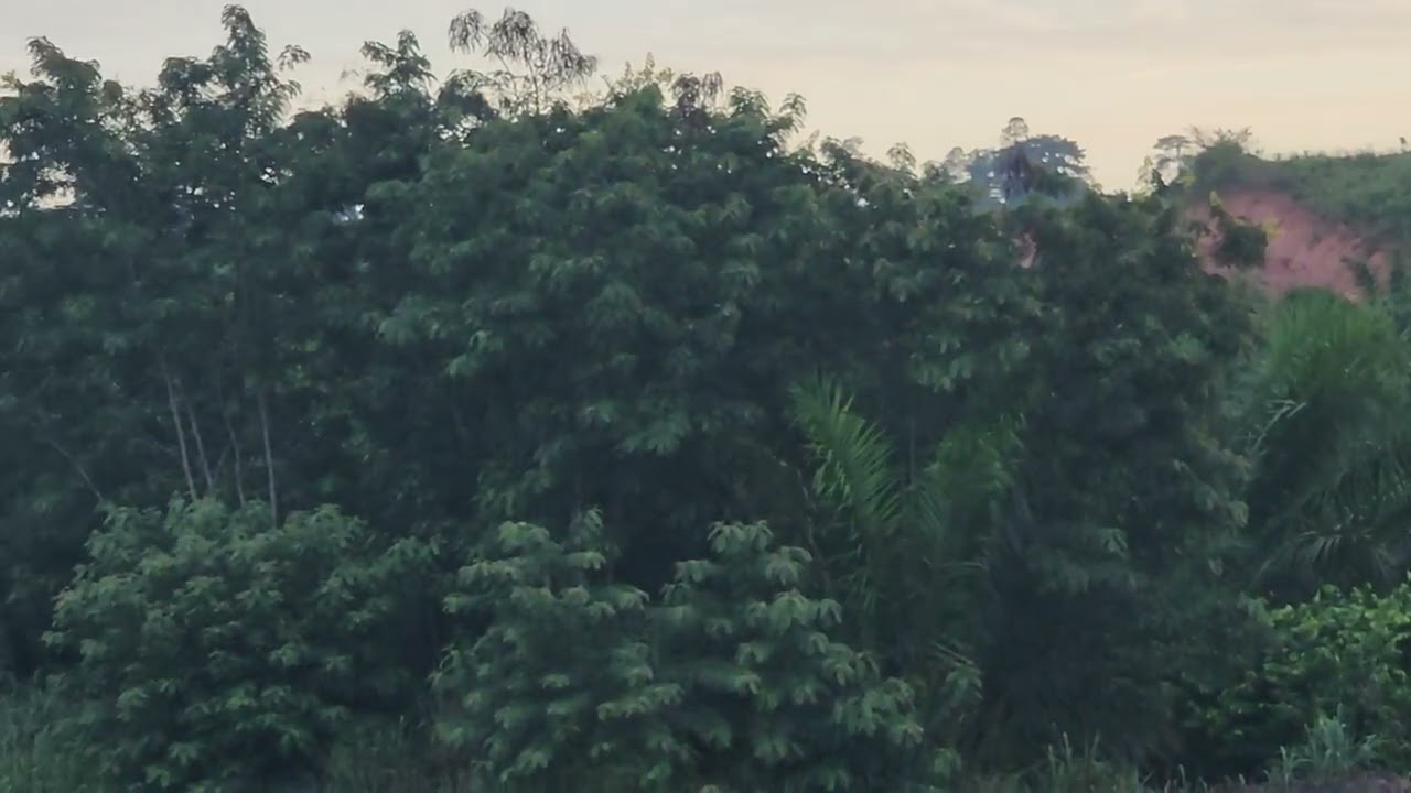 another beautiful day in Asebu, Ghana in the Pan-African Village