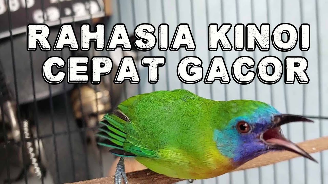 RAWATAN HARIAN CUCAK KINOI