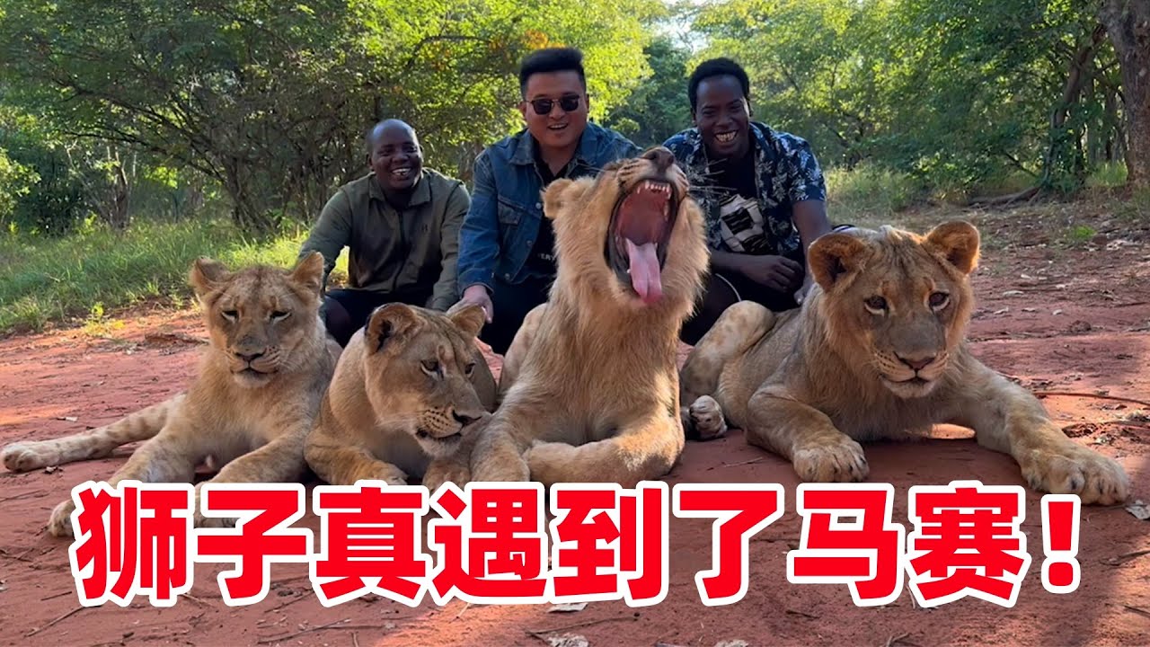 马赛人VS狮子！这一幕终于来了，保镖手牵狮子，直接展现血脉压制