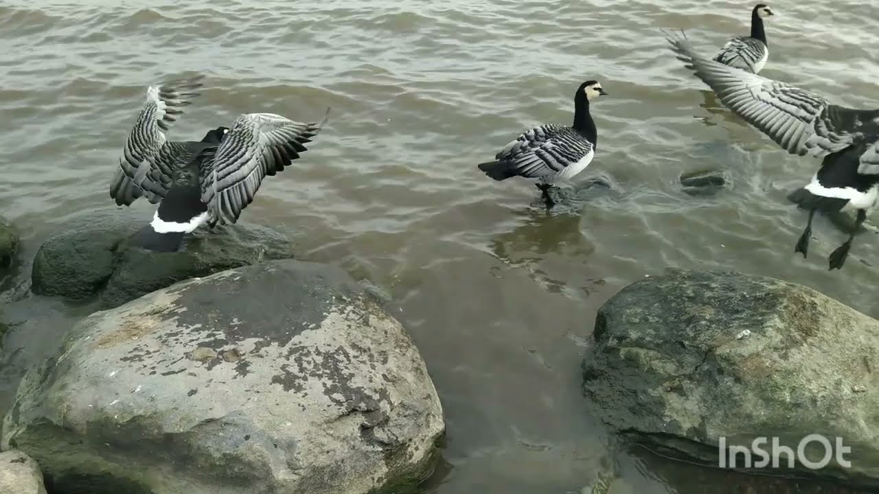Exploring Helsinki's Hidden Gem: Vanhankaupunginselk&auml; in Spring | Arcada University Vlog