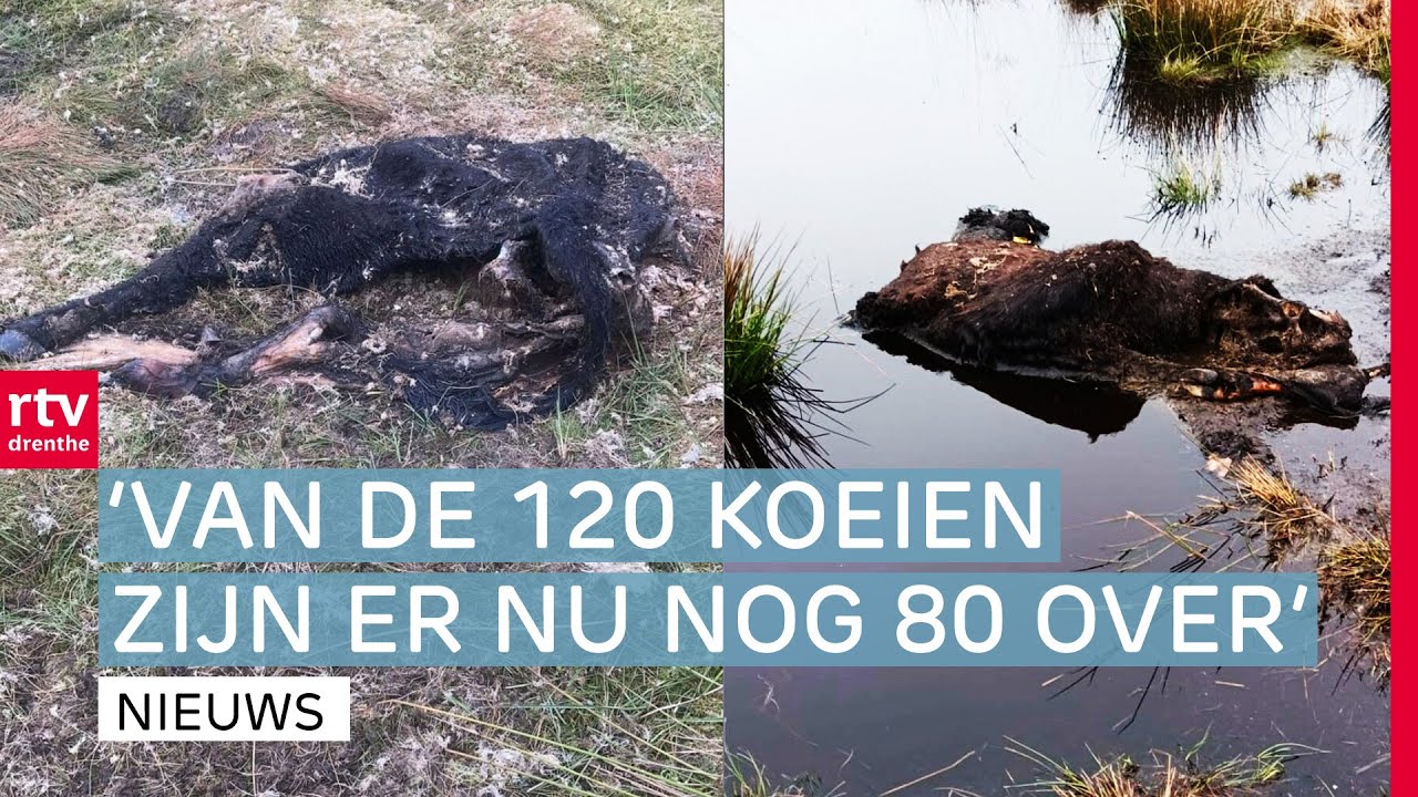 Wolf houdt huis in natuurgebied Elperstroom & drukte bij computerwinkels | RTV Drenthe