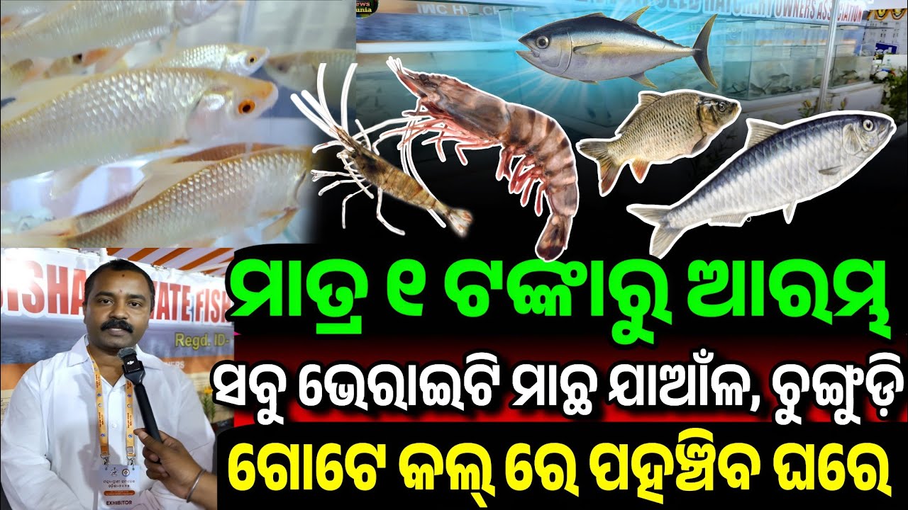 ୧ ଟଙ୍କାରୁ ଦେଶୀ ଠୁ ନେଇ ହାଇବ୍ରିଡ୍ ମାଛ ଯାଆଁଳା ଶସ୍ତା All Types Fish Feed, hatchery, prawn Odisha sale 