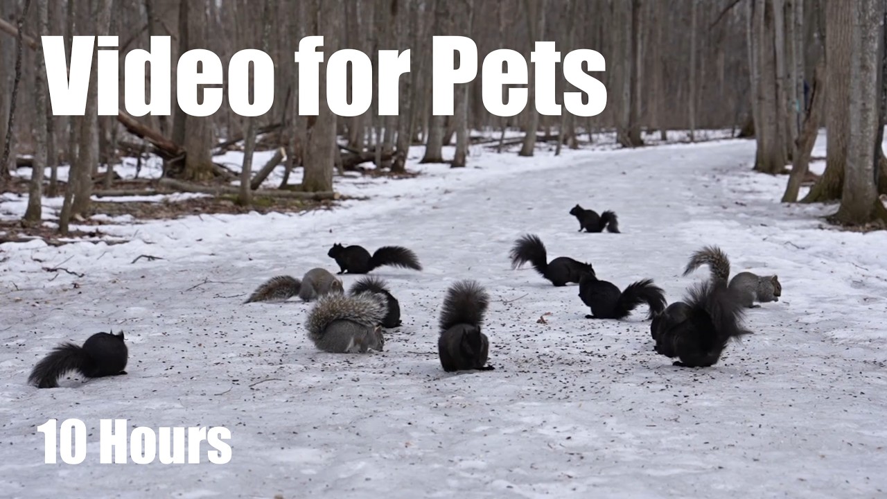 Cat TV for Pets to Watch - 10 Hours of Beautiful Squirrels Forest Friends in Harmony - Mar 18, 2026