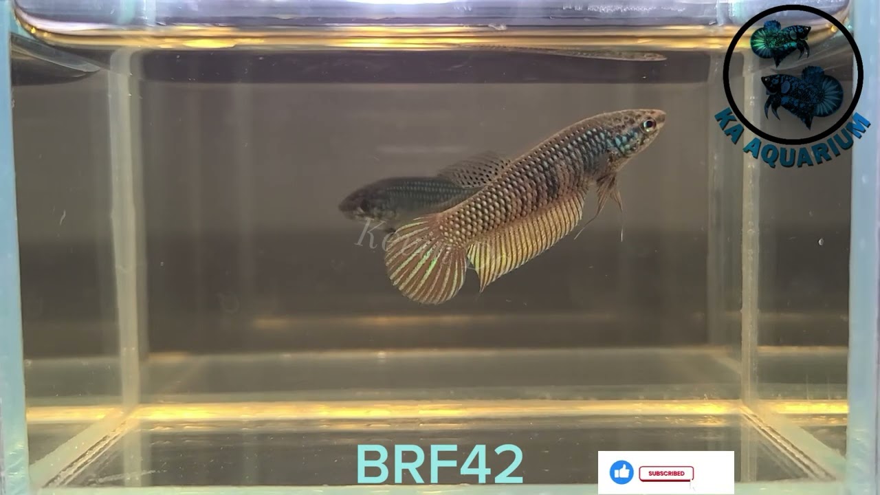 Wild Betta Buriram Female BRF42 | KA Aquarium | Betta fish | Betta fish in Canada.