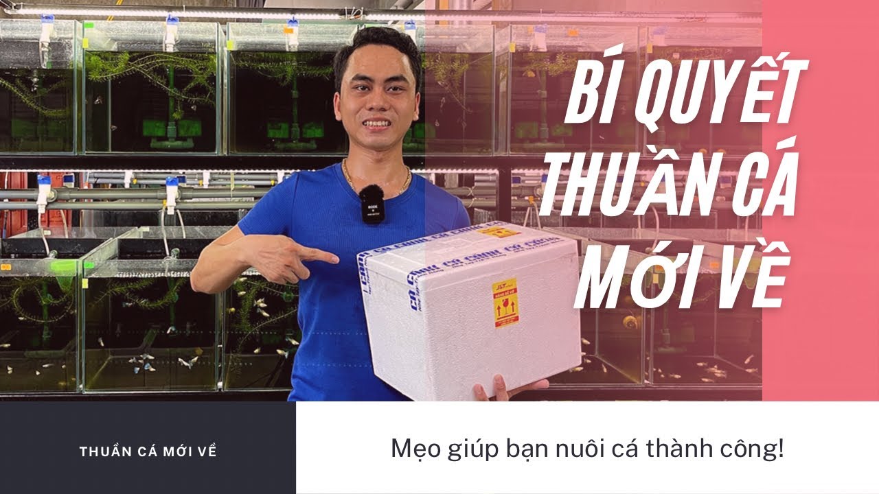 Bí Quyết Thuần Cá Mới Về | Chia Sẻ Kinh Nghiệm Nuôi Cá Bảy Màu | Dat Guppy