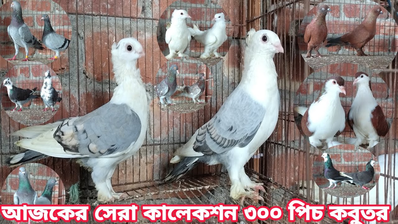 কম দামে উন্নত মানের কবুতর কিনুন আজই||রেজা কবুতর ঘর বগুড়া||কবুতরের দাম দর||Pegion price bd-2025||