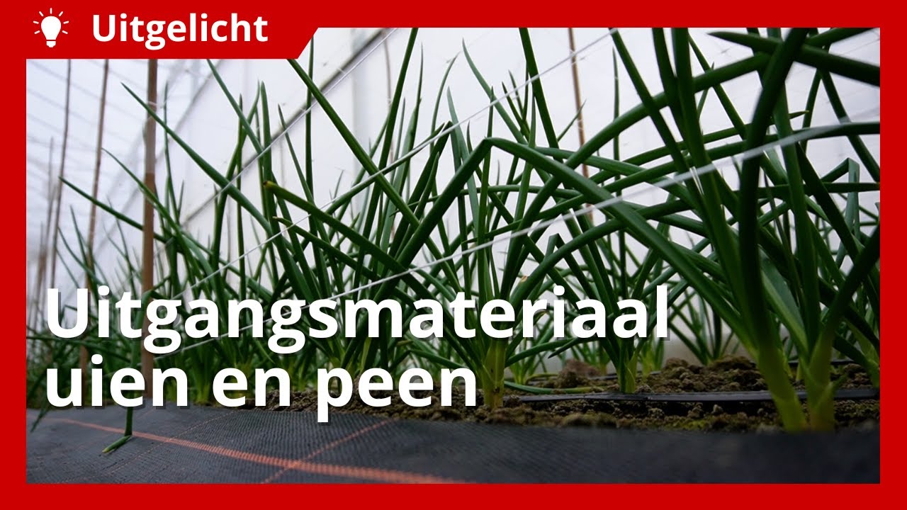 Uitgelicht | Uitgangsmateriaal uien en peen voor komend teeltseizoen