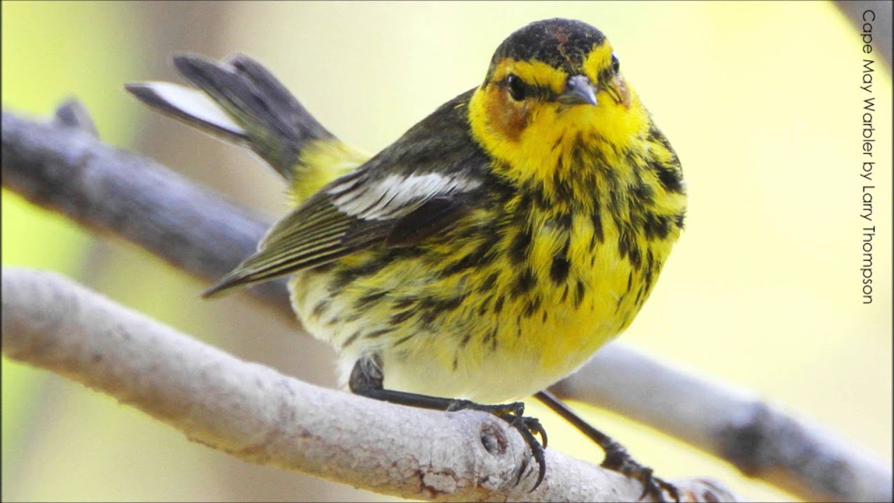 Cape May Warbler Song