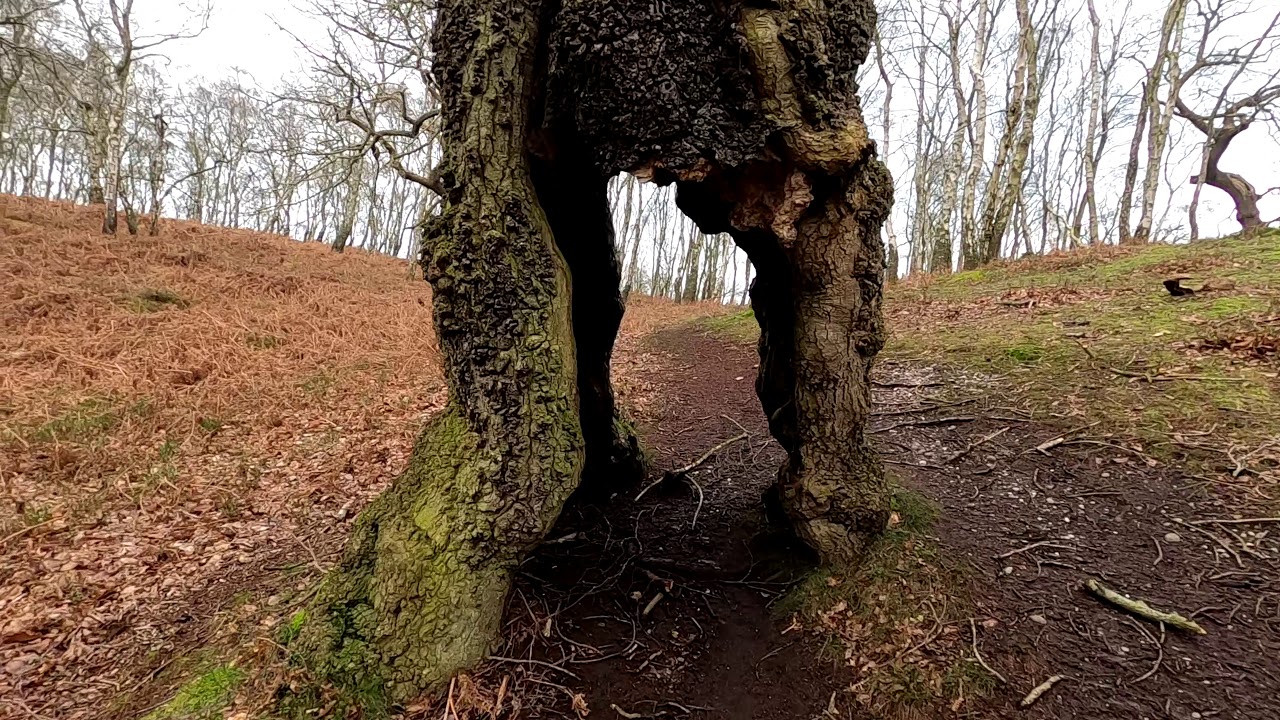 Sherbrook Valley & Brocton Coppice
