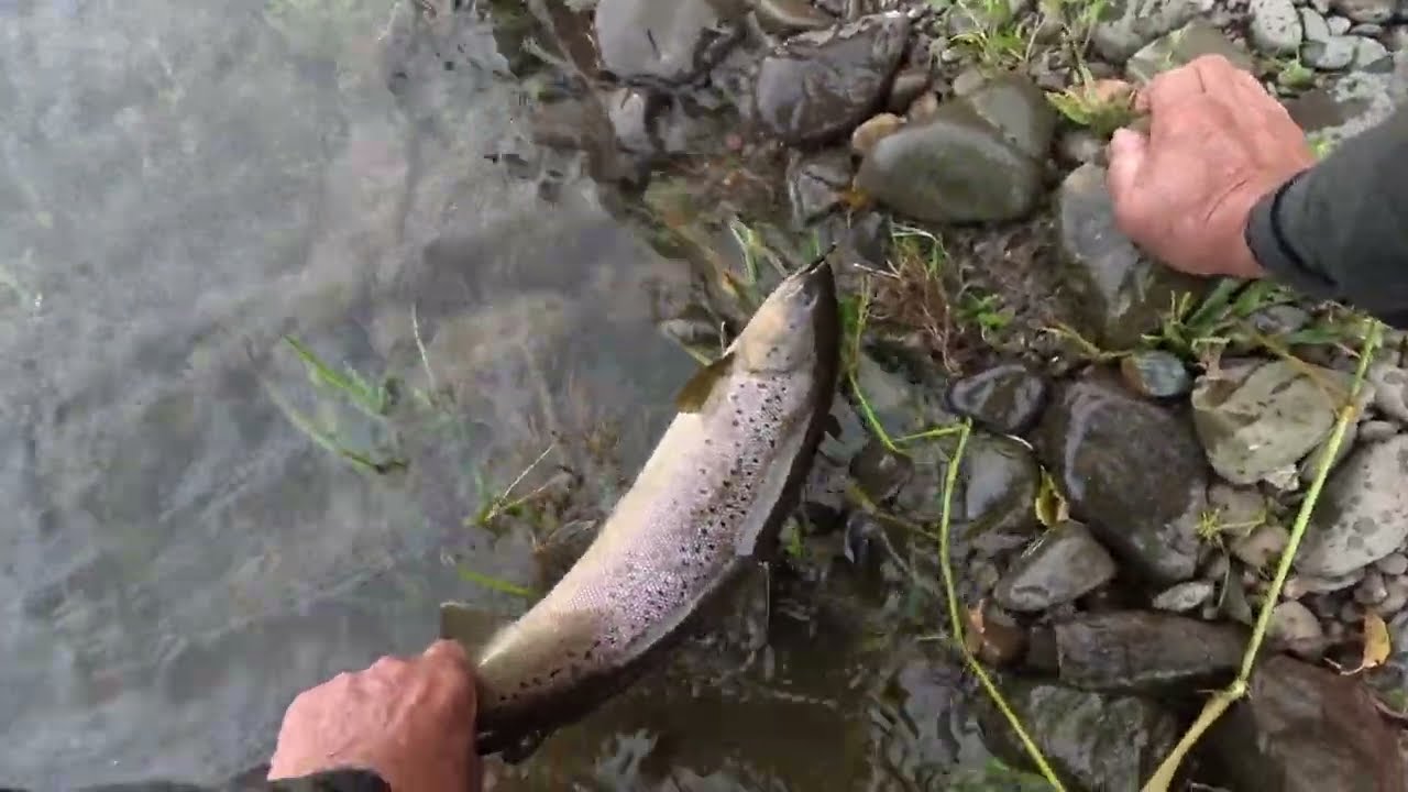 Salmon fishing on the river Tweed at Cardrona 2nd October 2023
