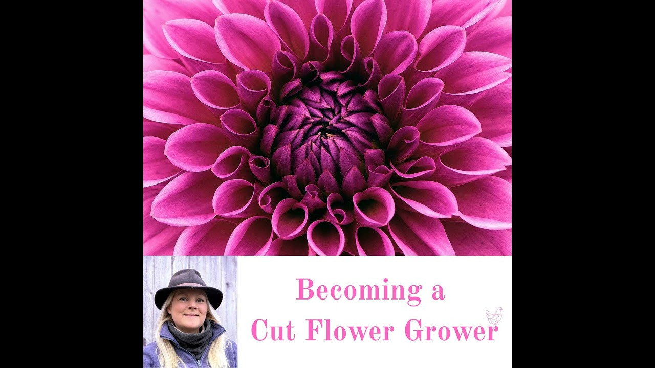 How I Built My Cut Flower Website: Domains, Design, Hosting, SEO and Why Mobile Matters