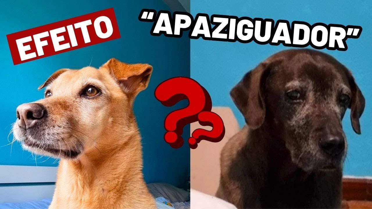 Nênem e Gigi usaram esses produtos Adaptil contra a ansiedade