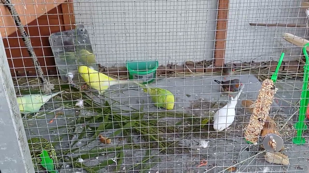Budgie Boys Vlog #18