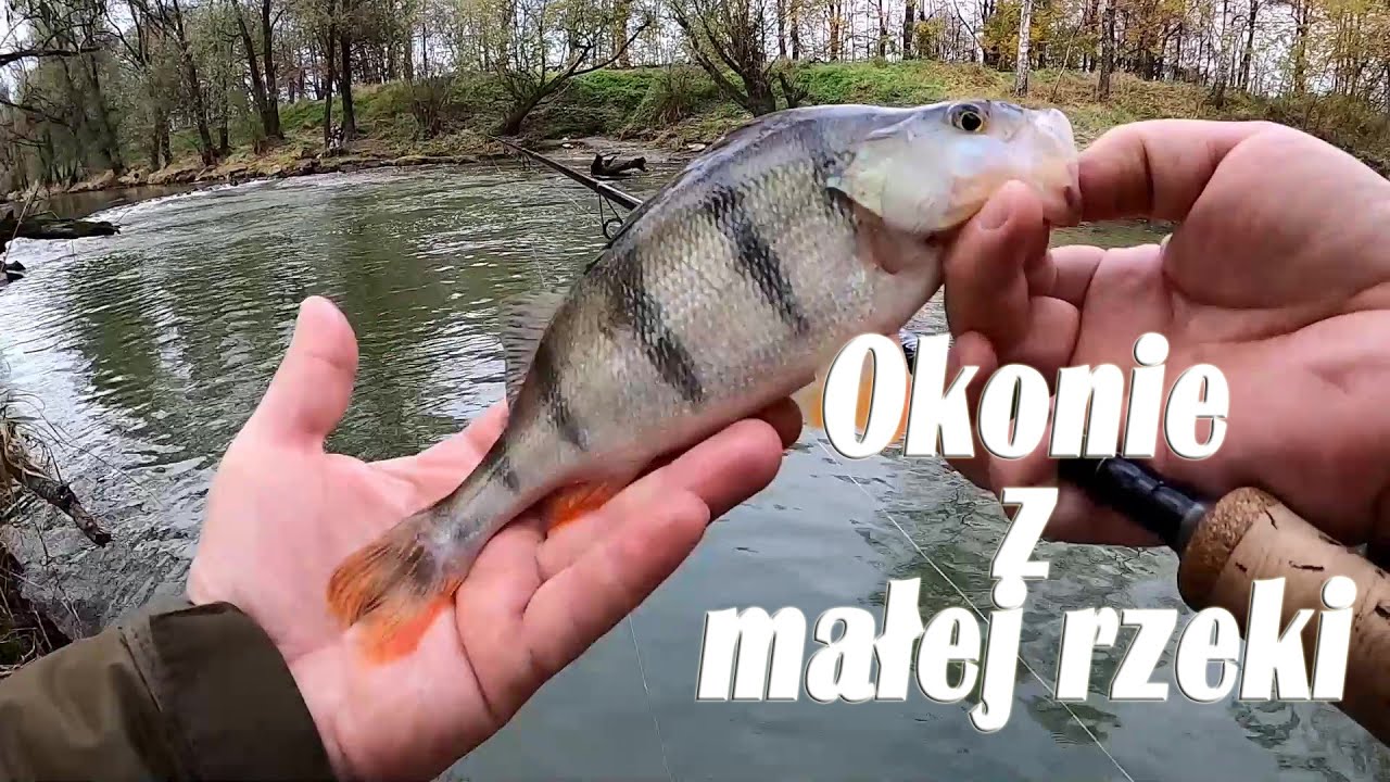 Okonie z Małej Rzeki / DROP SHOT / Listopad 2020