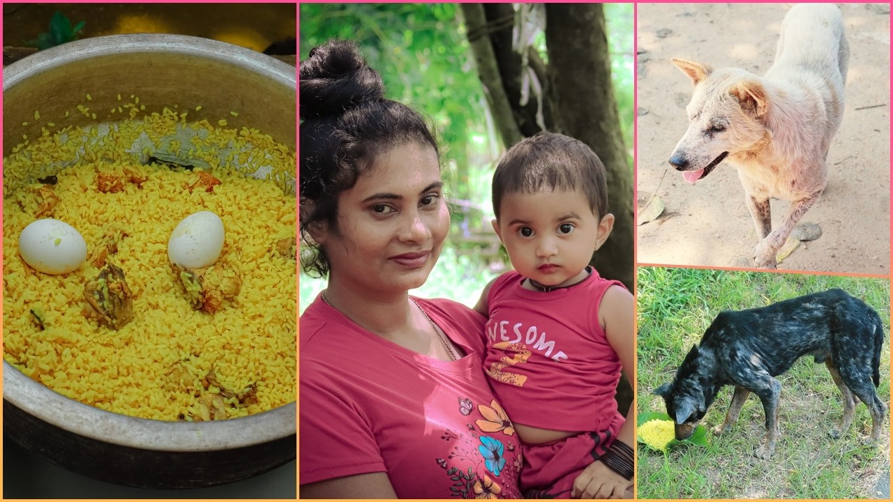 අද පෝය දවසේ අපි දුන්න දානය 😊🙏 Food given to dogs on Poya Day