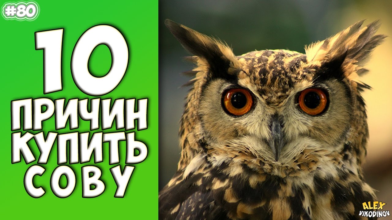 10 Reasons To Buy A Owl - Interesting facts!