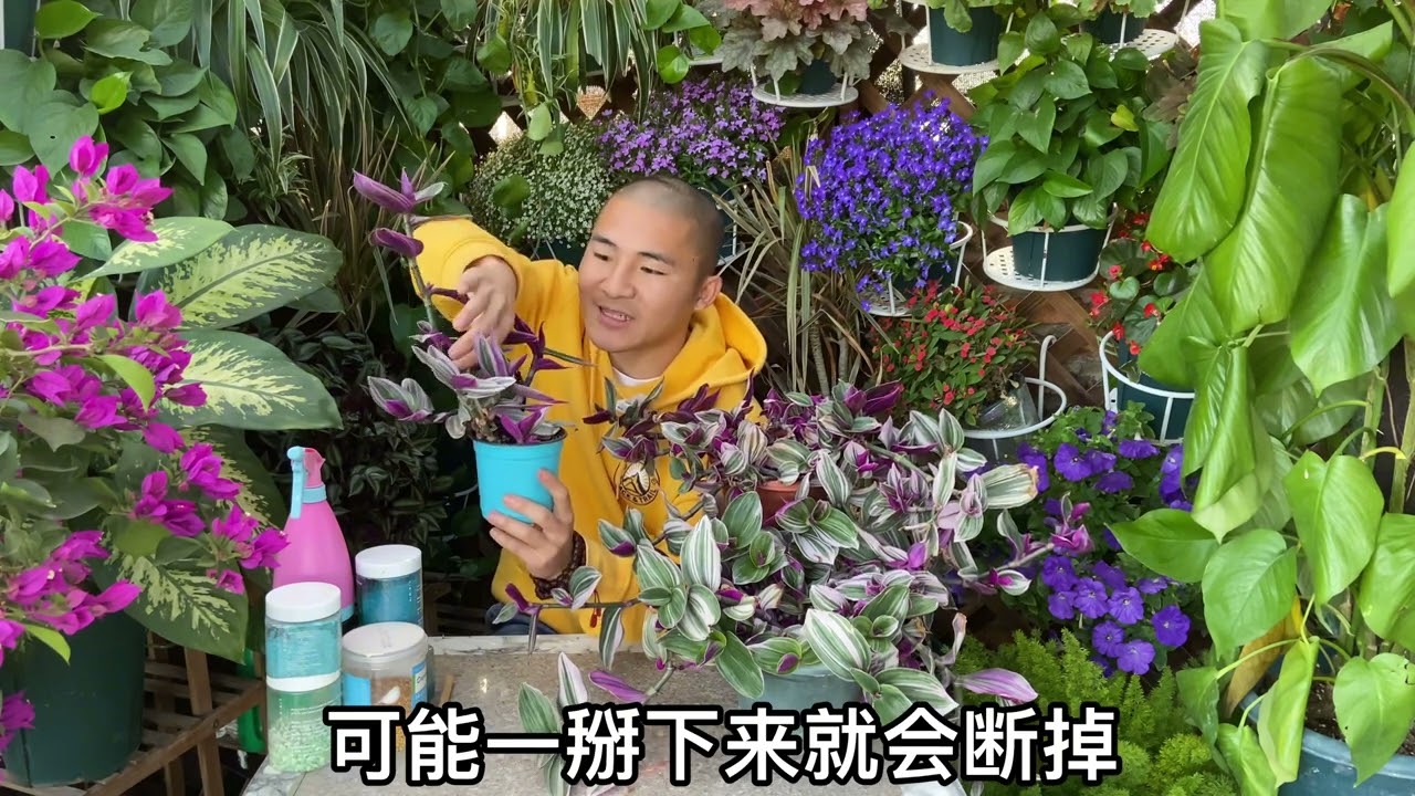 油畫婚禮吊蘭養殖方法,底部多修剪就會爆盆,告訴您扦插繁殖方法。#花藝 #種植