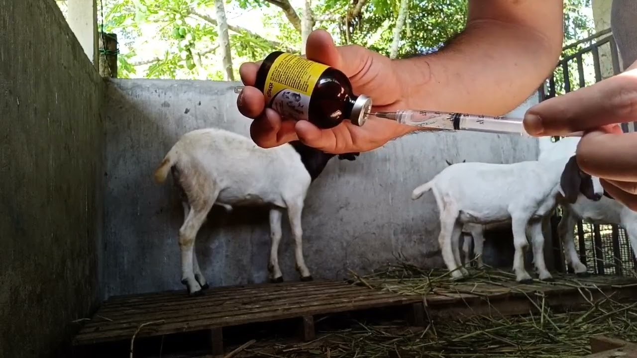 Como combater vermes e parasitas? Aplicação de medicamento nas cabras Boer!