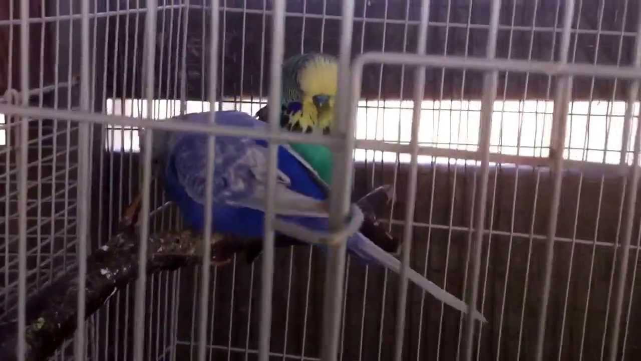 Baby English budgie screaming for food