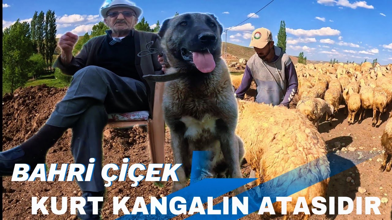BAHRİ ÇİÇEK AMCA İLK PANTERLERİ BEN ÜRETTİM DEDİ.ESKİ KURT YIKAN KÖPEKLERİ ANLATTI @BarsCicekMedya 