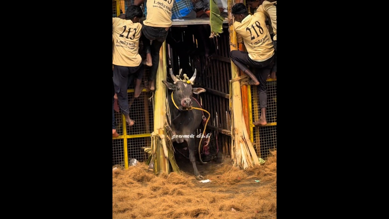 🤩🔥 #bull #jallikattu