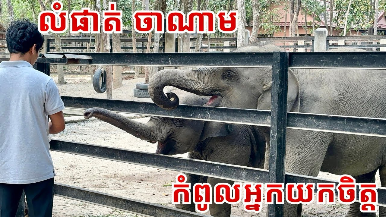Baby Elephants Lumphat & Channam Show Incredible Intelligence and Gentle Hearts 