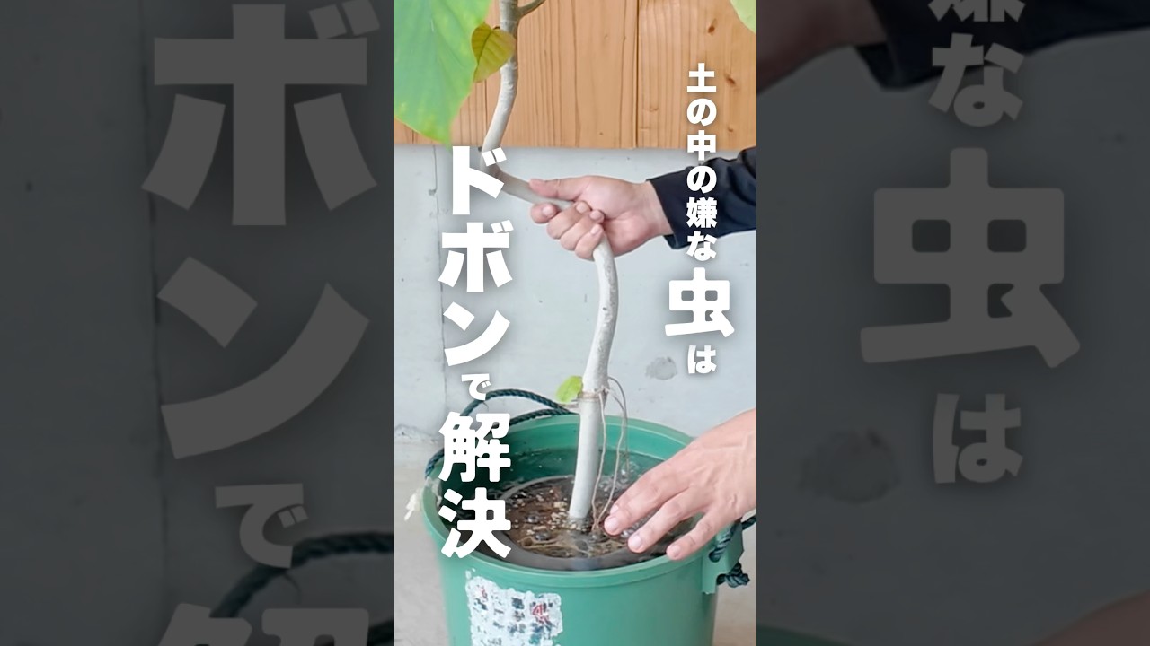 【土の中の害虫には】鉢ごとドボンで解決！