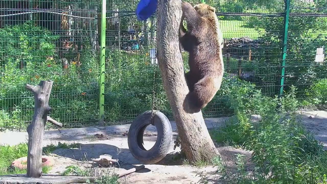 Как медведь Мансур Синявку распутывал