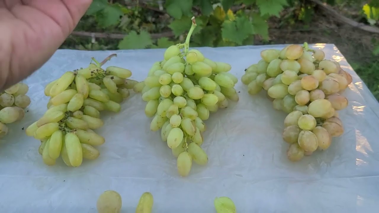 Білі кишмиші,хто переможець?