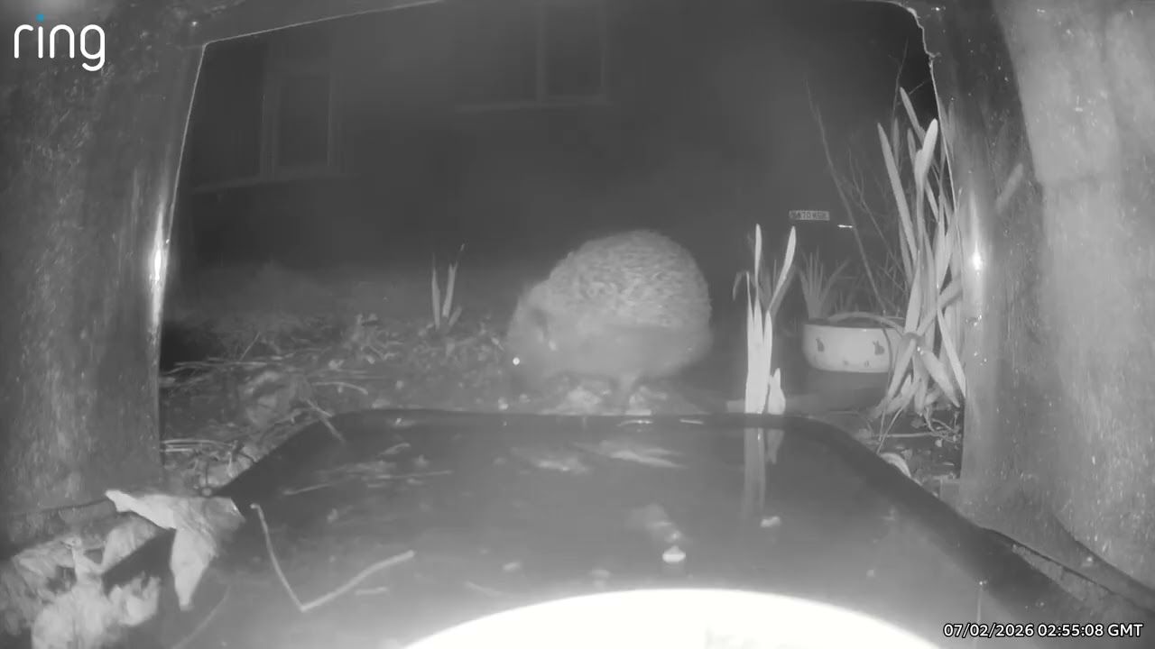 First hedgehog of the year - 7th February 2026