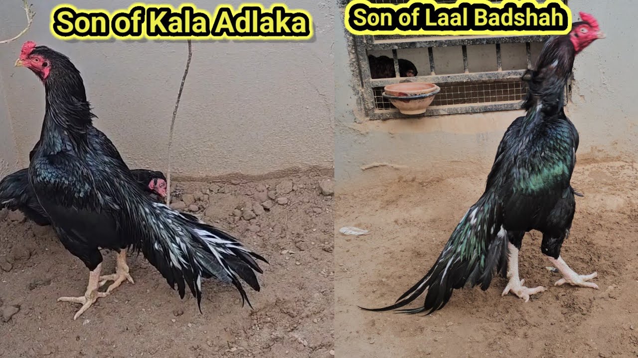 Son of Lal Badshah || New Entry
