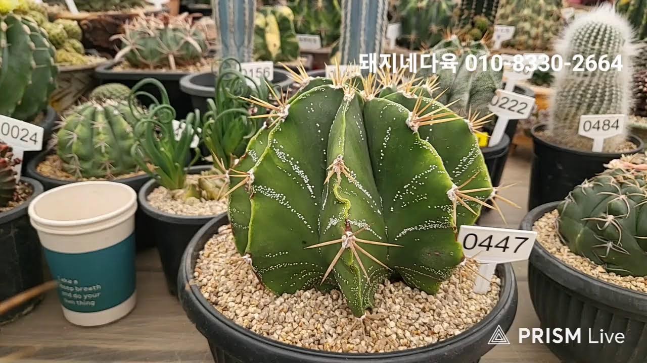 🐷돼지네다육 3월  16일  라이브방송🐷