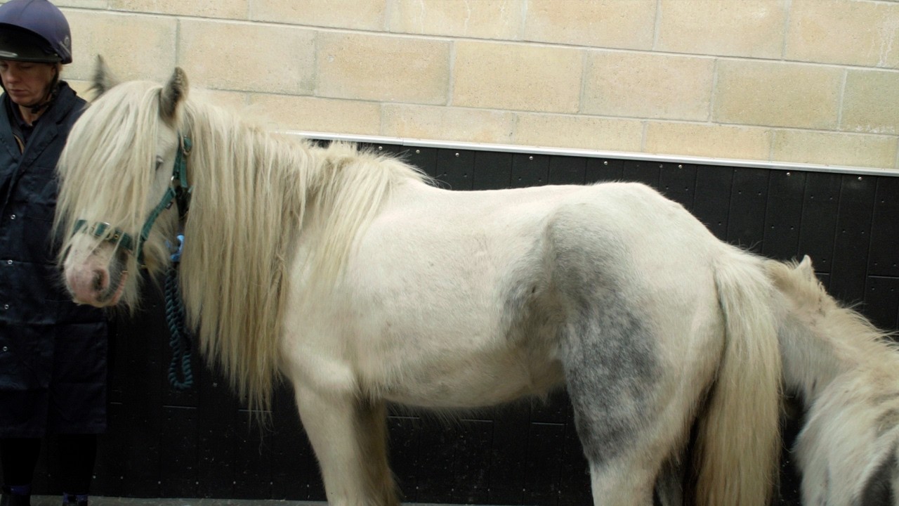 Mare Sacrifices Her Own Safety to Rescue Her Foal!