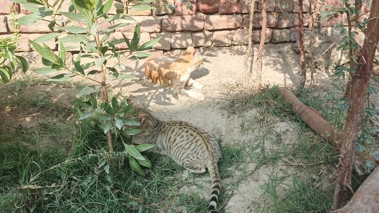 Play with yollow and black cat in the village walidlife 