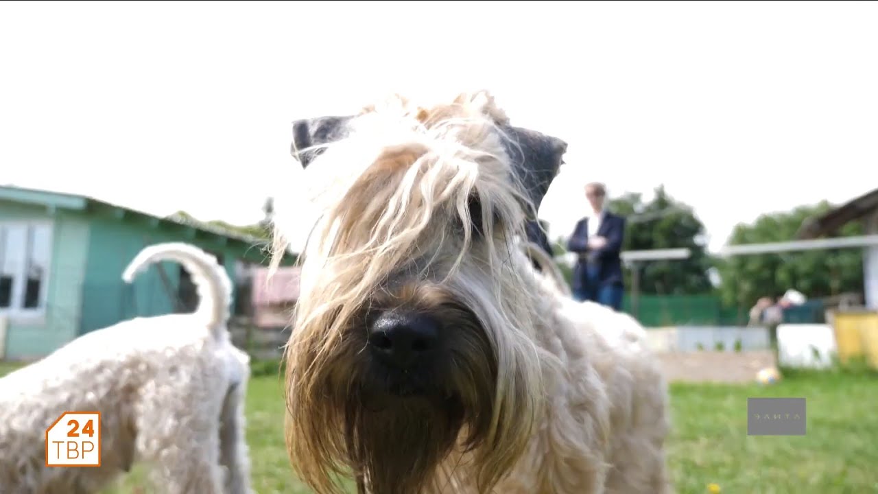 Пшеничный терьер | Элита