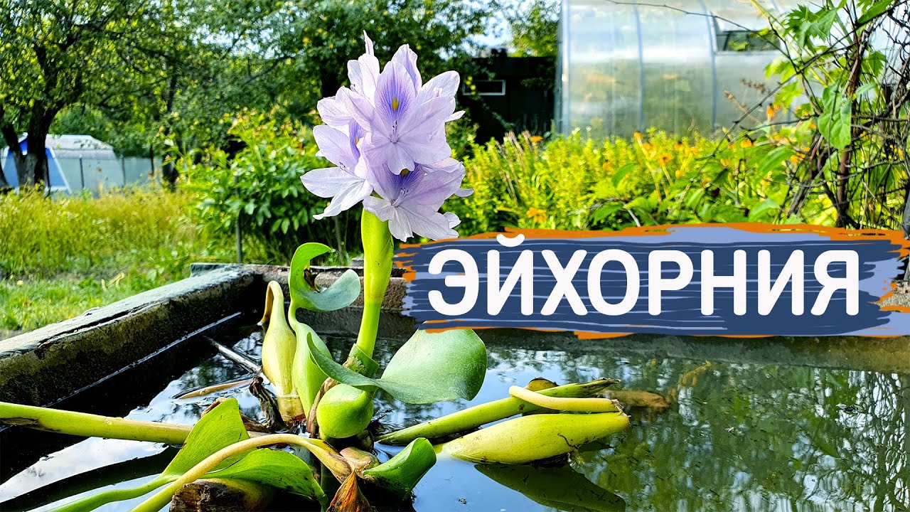 Эйхорния.  Очень красивый чистильщик воды