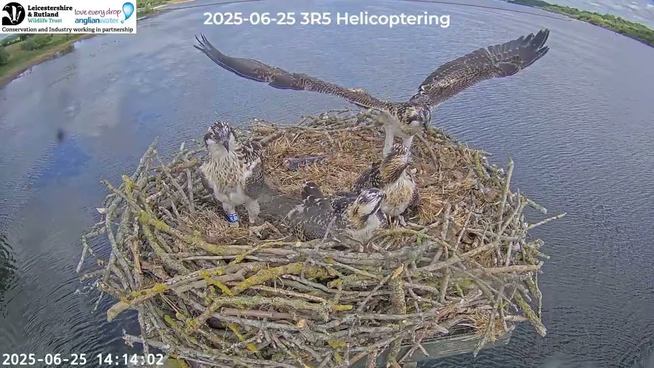 2025 Osprey Season Recap