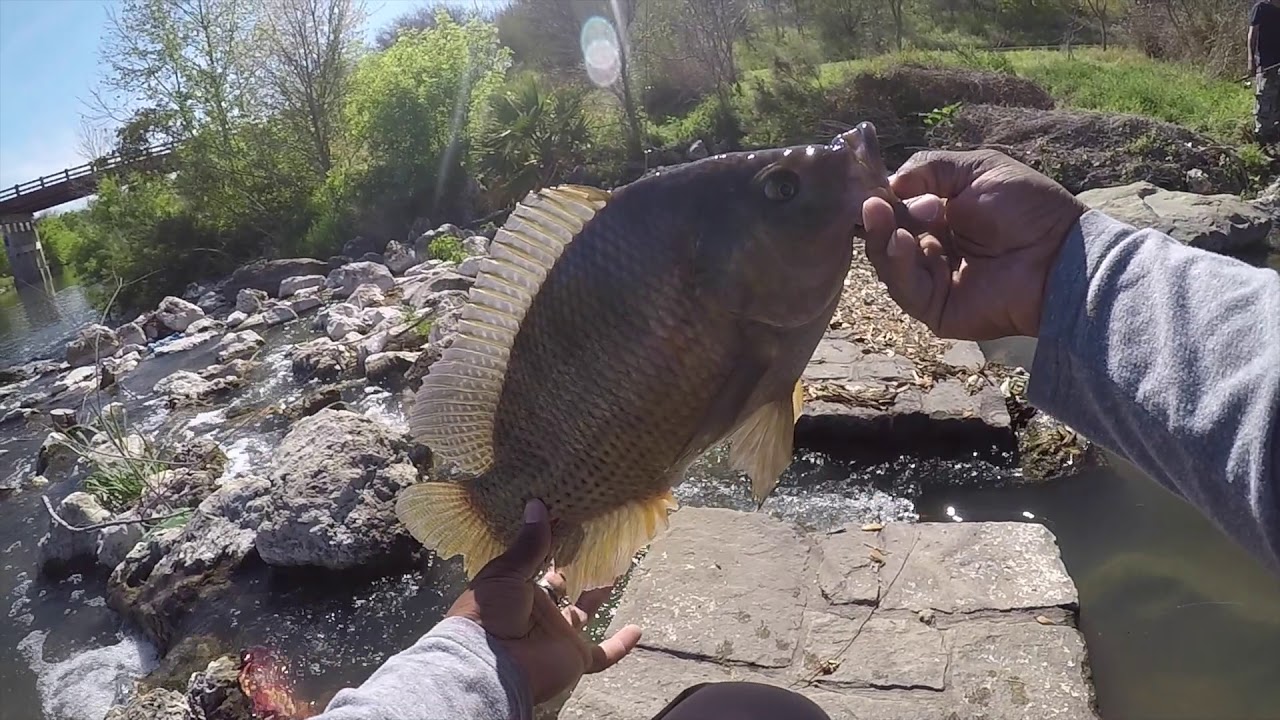 Huge Tilapia on the San Antonio River!