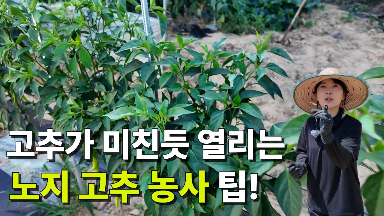 청년농부의 노지 고추 농사 | 실패 없는 밭 만들기 비법