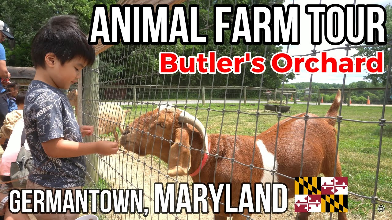 Animal Farm & Farm Market at BUTLER'S ORCHARD: A Farm Tour in Germantown, MARYLAND (PART 03)