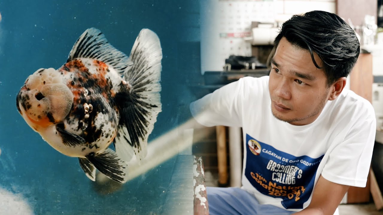 FV VLOG #026: Power Groom Your Goldfish with Live Foods | Ron Ely