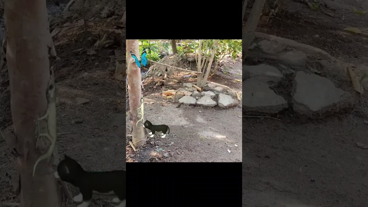 Butterfly Gecko And Baby Cat #shorts #cat #gecko