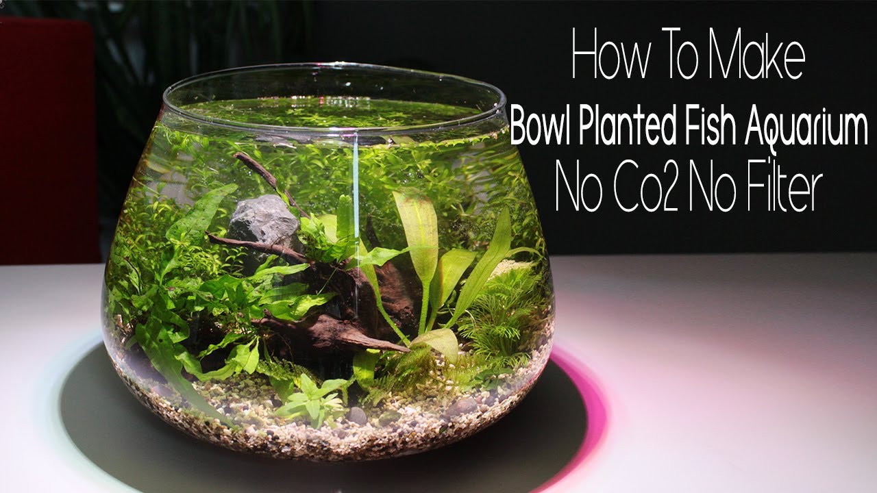 How To Make Bowl Planted Fish Aquarium No Co2 No Filter