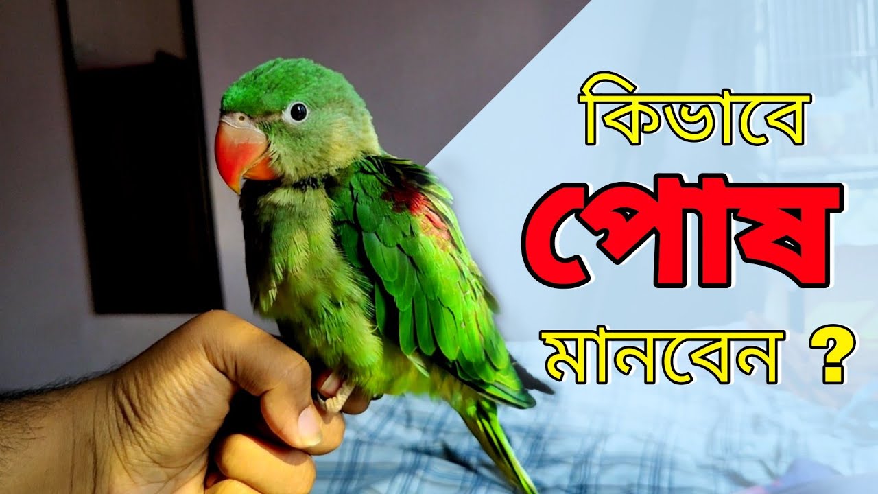 টিয়া পাখিকে পোষ মানানোর সহজ উপায় | How To Tame A Bird_ কিভাবে পাখিকে টেম করবেন ? Pakh Pakhali