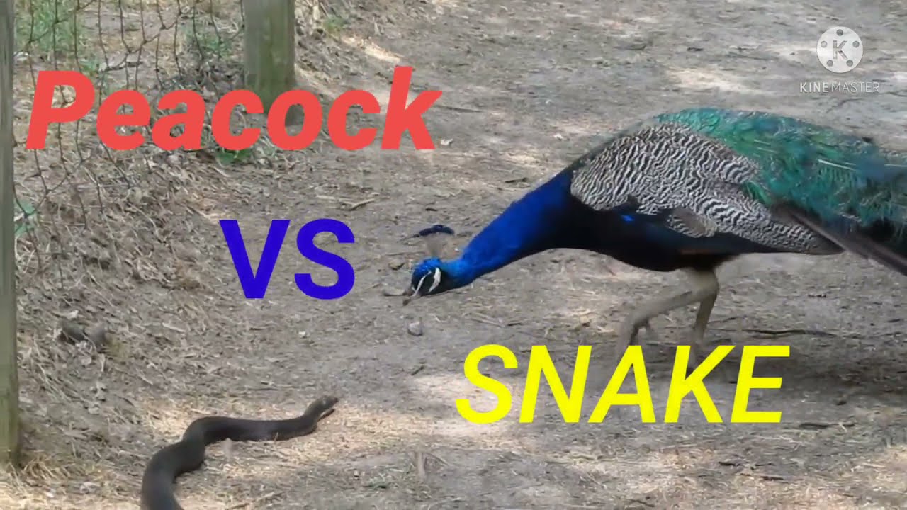 #PEACOCK_VS_SNAKE_AMAZING
