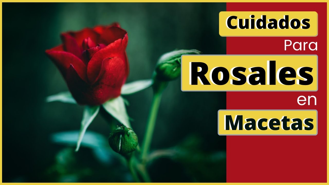 Cuidado y mantenimiento de Rosales en maceta